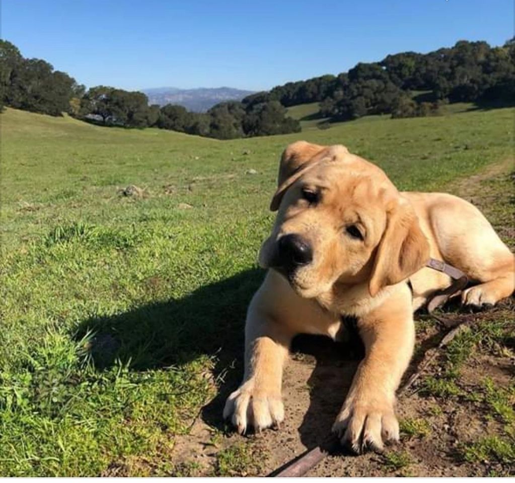 Healthy 2024 labrador puppy