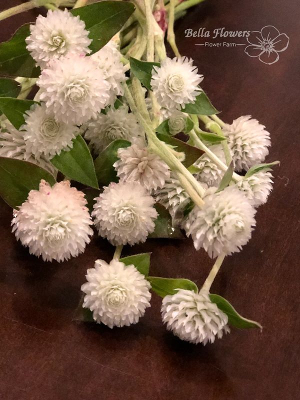 Gomphrena Audray White flower