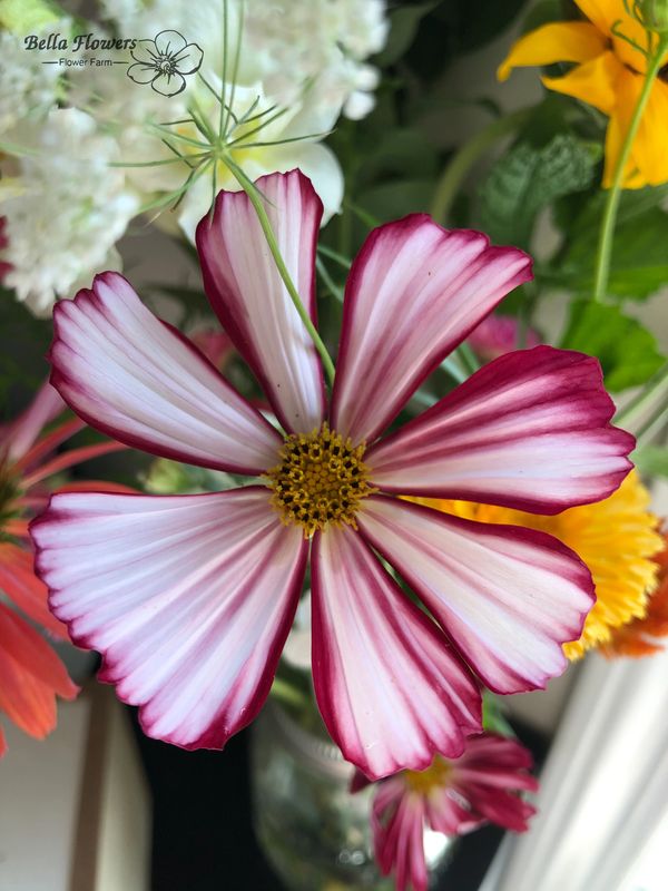 Cosmos veloutte flower Burgundy