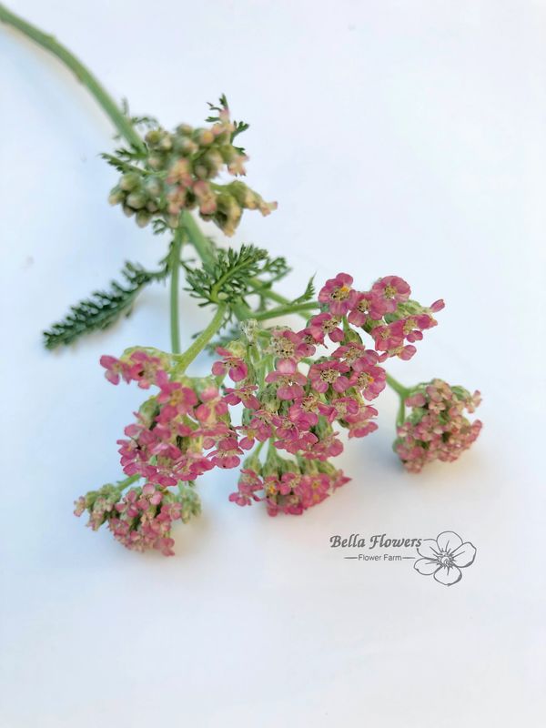 Yarrow summer pastels flower