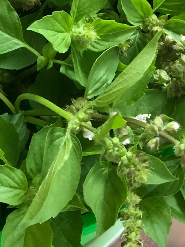 Lemon basil green foliage