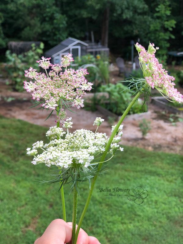 Ammi Daucus Dara flower