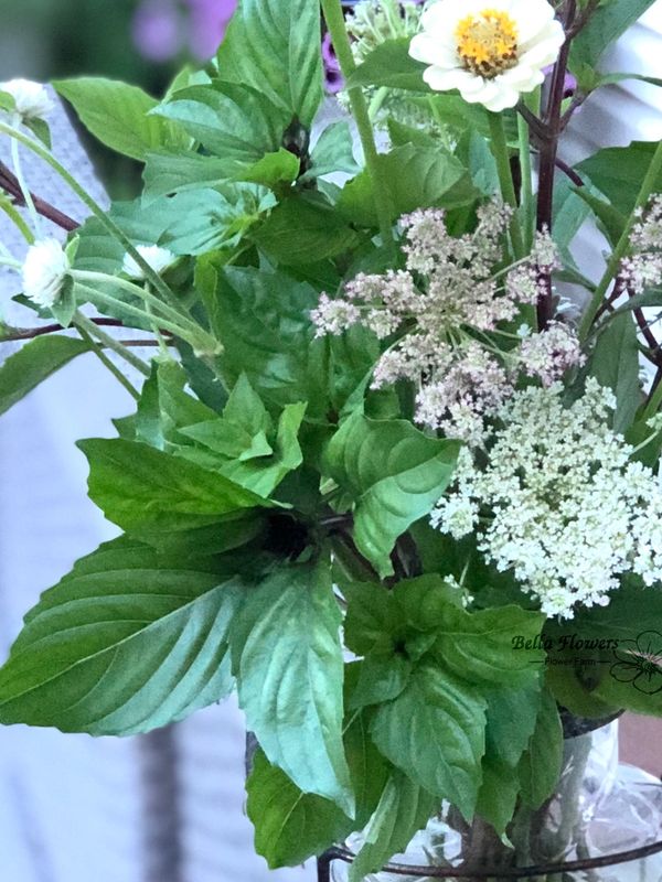 Cinnamon Basil green foliage