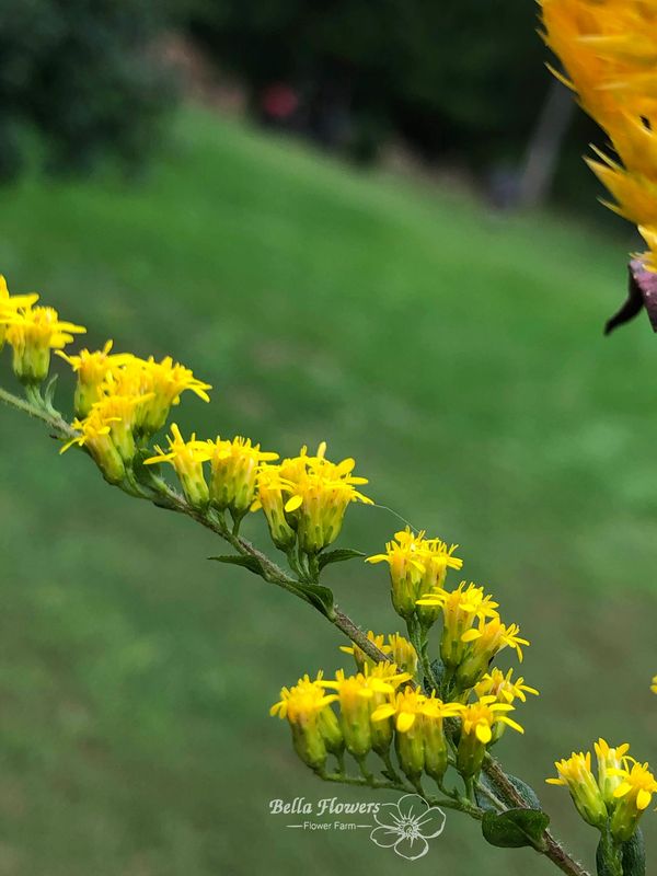 Solidago yellow flower Goldenrod