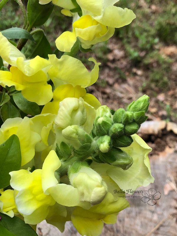 Yellow snapdragon