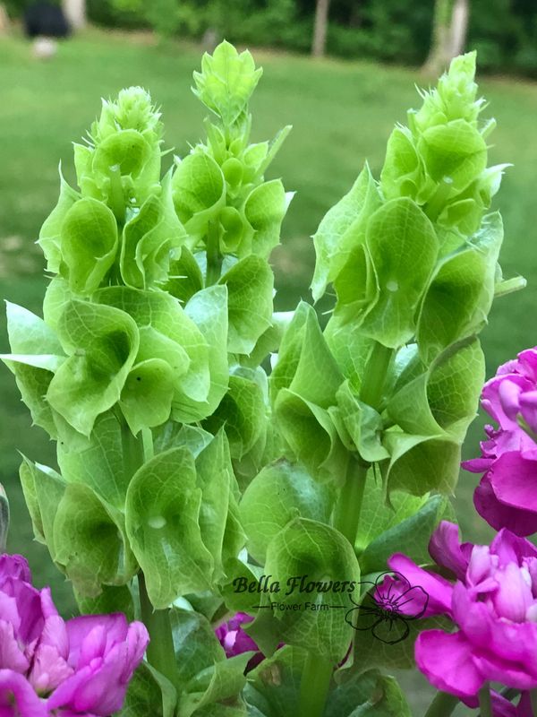 green bels of Ireland flower