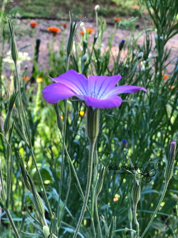 Purple Agrostema Flower