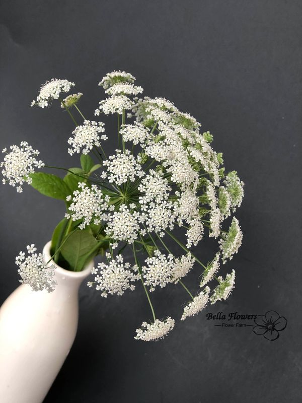White Flower Ammi Maus