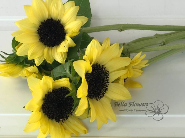 Sunflower ProCut lemon yellow flower