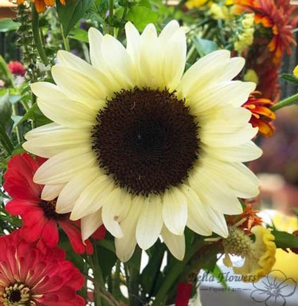 Sunflower ProCut White Nite white yellow flower brown center