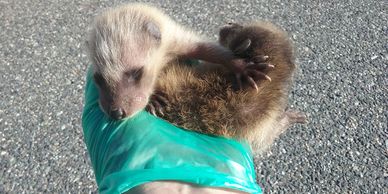 Baby raccoons removed from an attic.