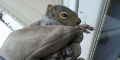 baby squirrel removed from attic