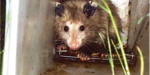 possum in a trap