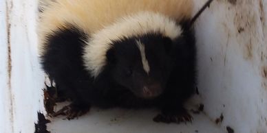 skunk trapped under shed