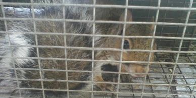 Grey Squirrel Removal