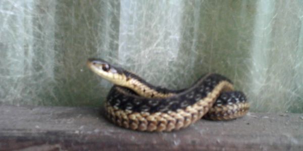 snake in shed