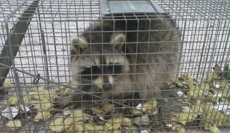 Raccoon removed from ant attic. Note the insulation.