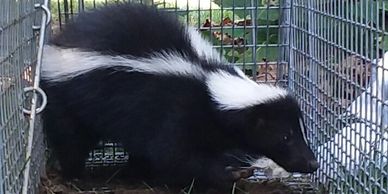 Skunk Removal Services