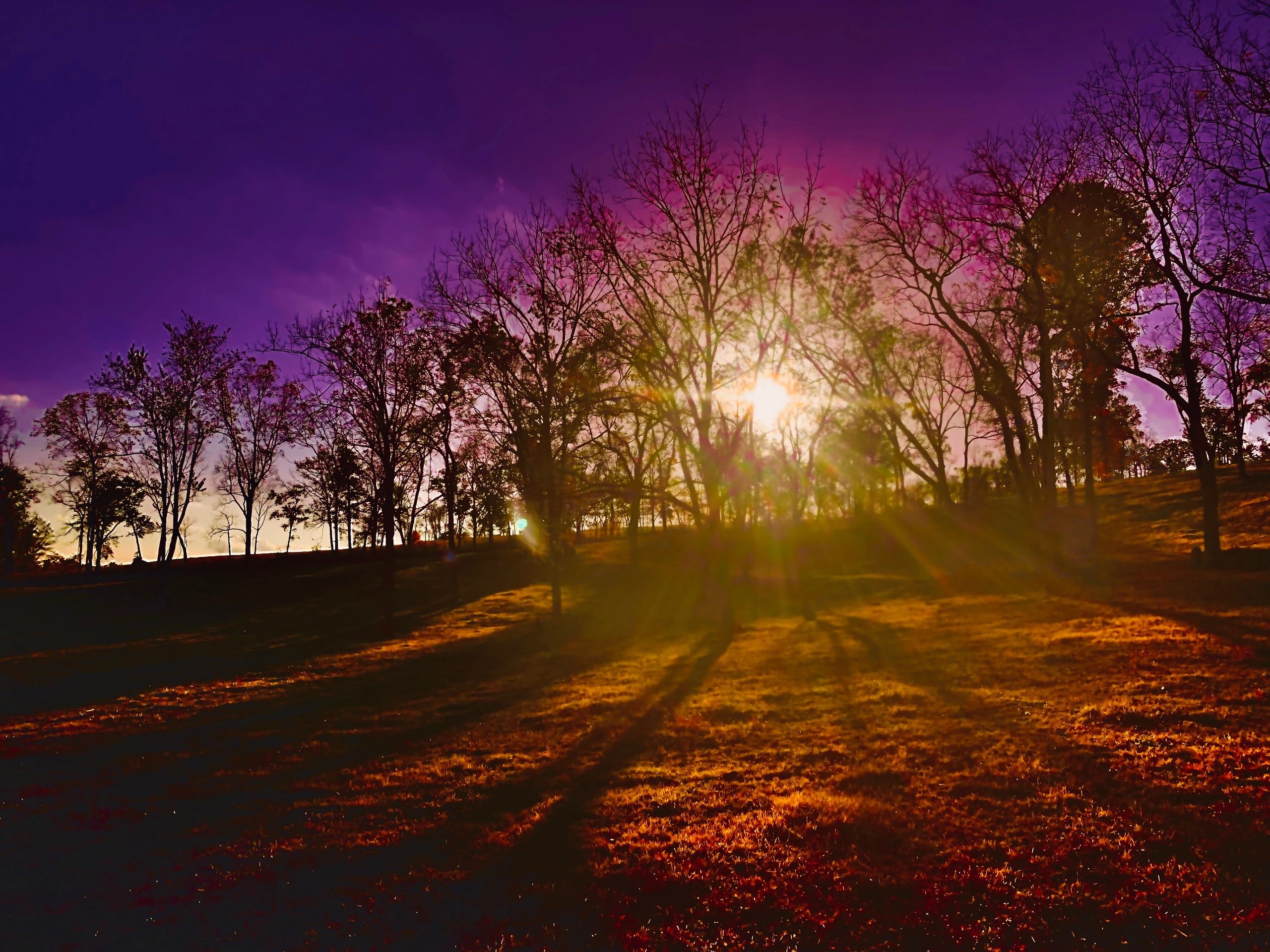 Altamont Cattle Company