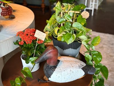 Plants and a duck figurine on a wooden table.