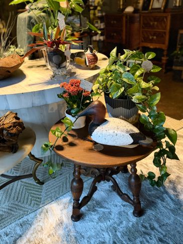 Plants and boutique goods inside Lavender Living at The Wurlitzer