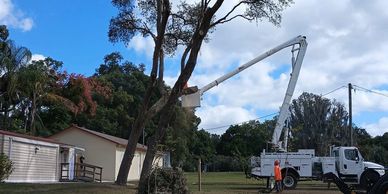 Workers trimming a tall tree using a bucket truck on a sunny day.