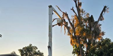A utility truck with a bucket lift near a tall tree at sunset.