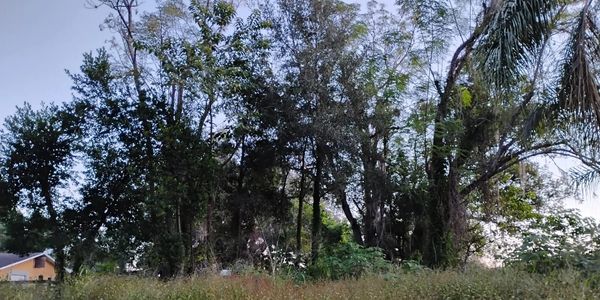 Trees Trimmed in Dade City Area