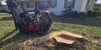 Man using a stump grinder on a freshly cut tree stump in a yard.