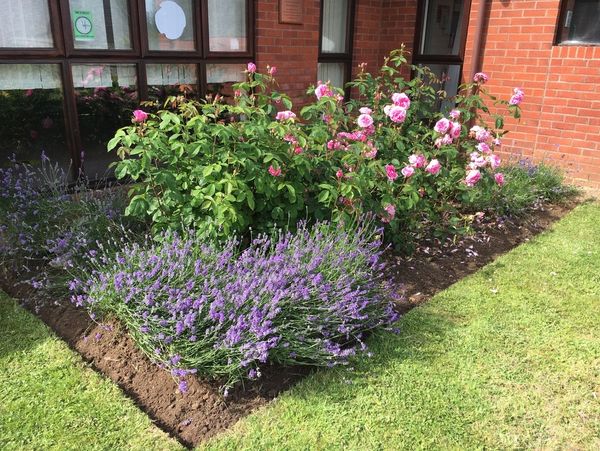 Rose bushes and lavender growing in well maintained border