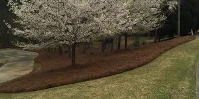 Trees love USA Pine Straw, Excellent source of nutrients for landscape beds and garden plants. (aka. Pine Needle Mulch)