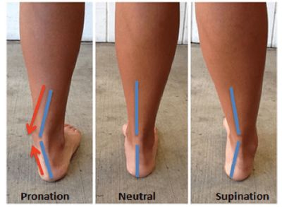 Pronation and Supination - MEDizzy