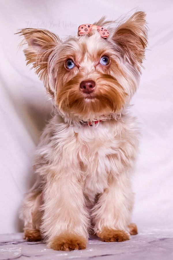 Sky
Lilac chocolate merle
6lbs