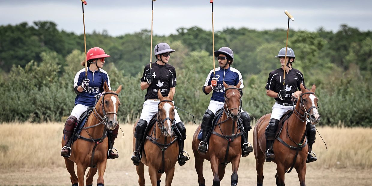 polo ponies 