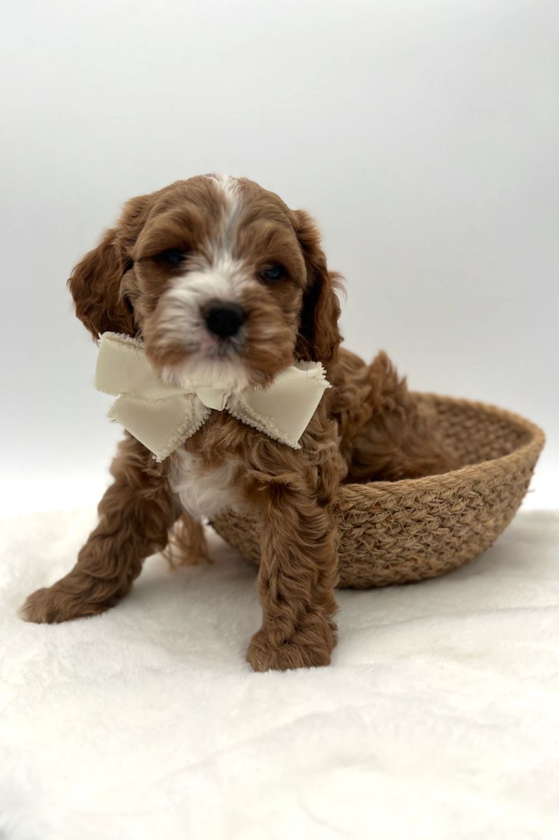 Fimo Cavapoo Reserved - F1 Cavapoo