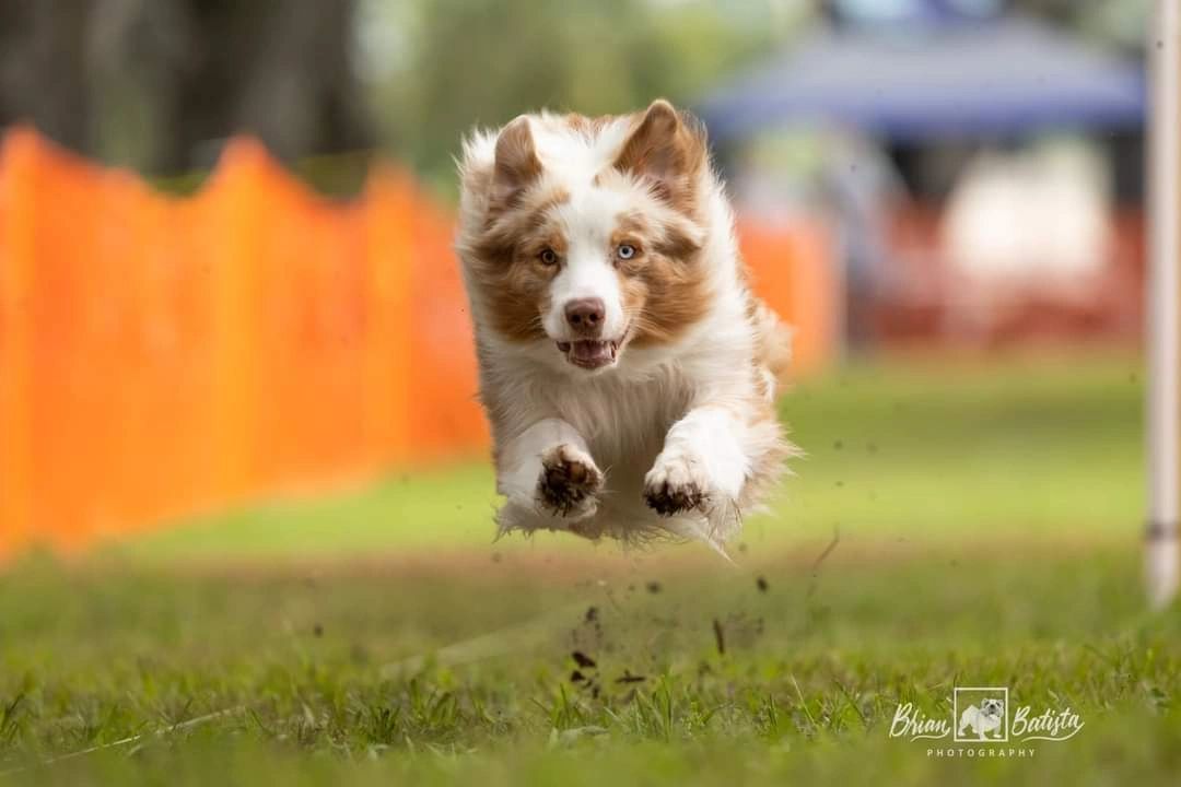 Carrotwood Kennel Australian Shepherds