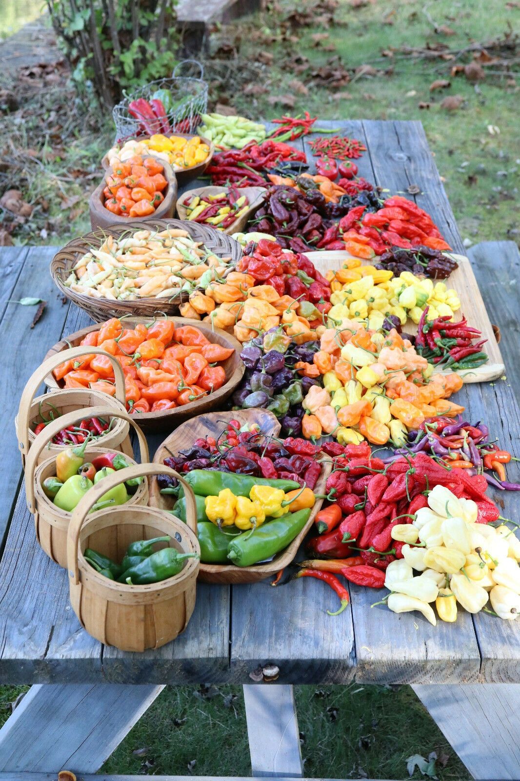 Super Hot Chili Peppers Hot Peppers, Hottest Pepper in the World