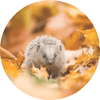 Hedgy the hedgehog