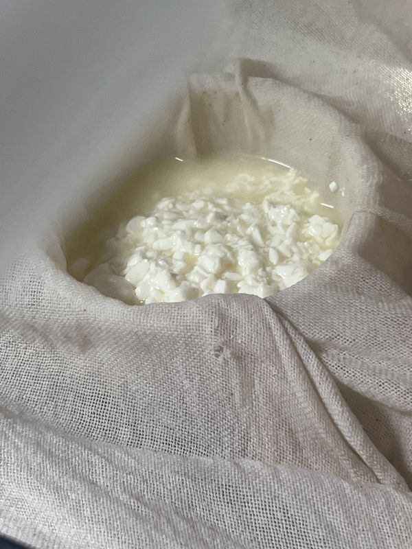 Cheese making - curd