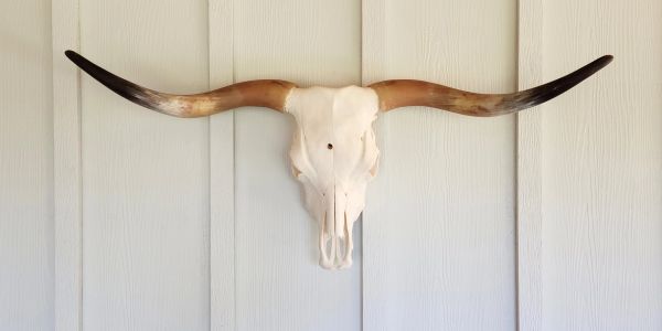 Longhorn skull mounted on a wooden wall with pale blue panels.