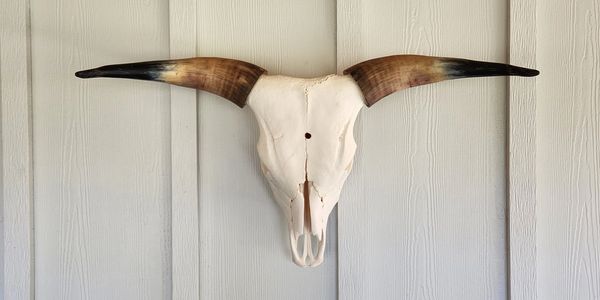 A mounted longhorn skull with dark-tipped horns on a wooden wall.