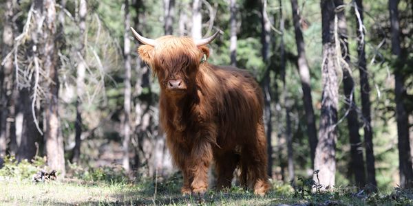 A Highland cow with long hair standing in a forest.