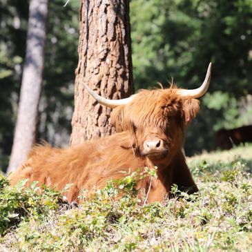 Highland cow resting in a sunlit forest clearing.