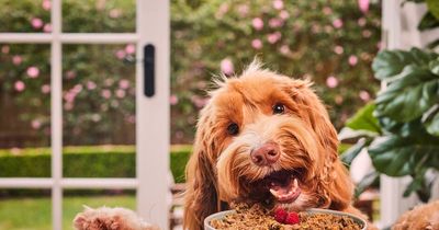 Pet food market strategy