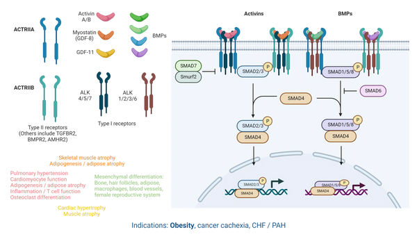 Illustration of TGF-b superfamily signaling pathway