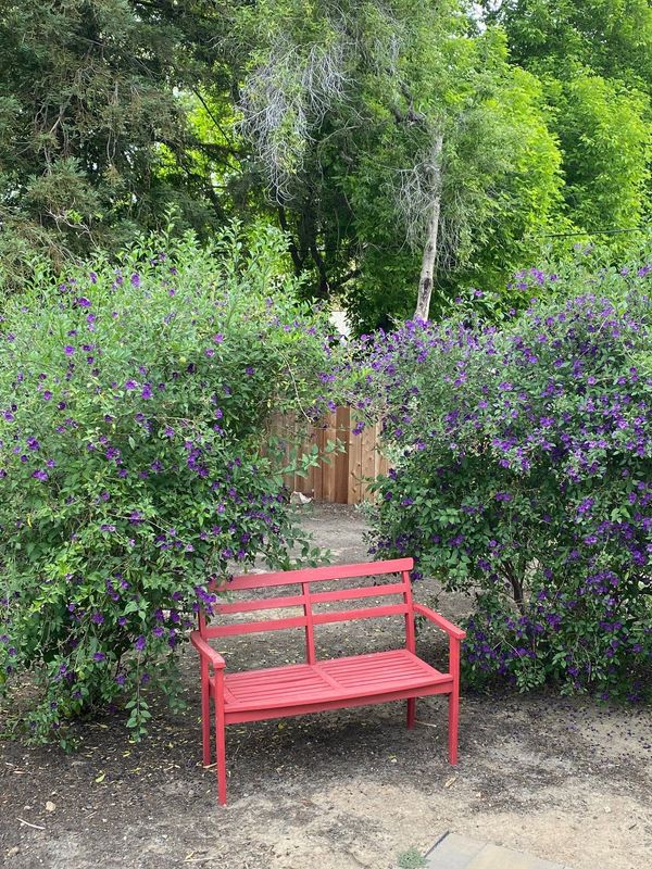Red bench between two bushes with purple flowers in a garden.
