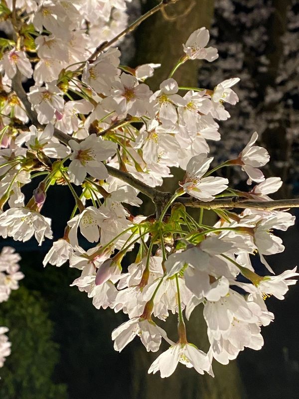 Close-up of white cherry blossoms illuminated at night.