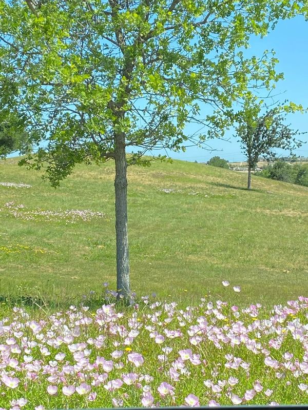 A tree with green leaves stands in a field of pink flowers under a clear blue sky.