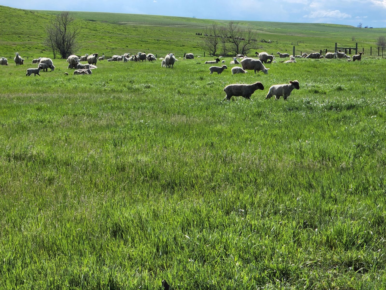 2 Tracts — Land & Homesite, Sturgis, SD — Land & Home Auction in Sturgis, SD thumbnail 40