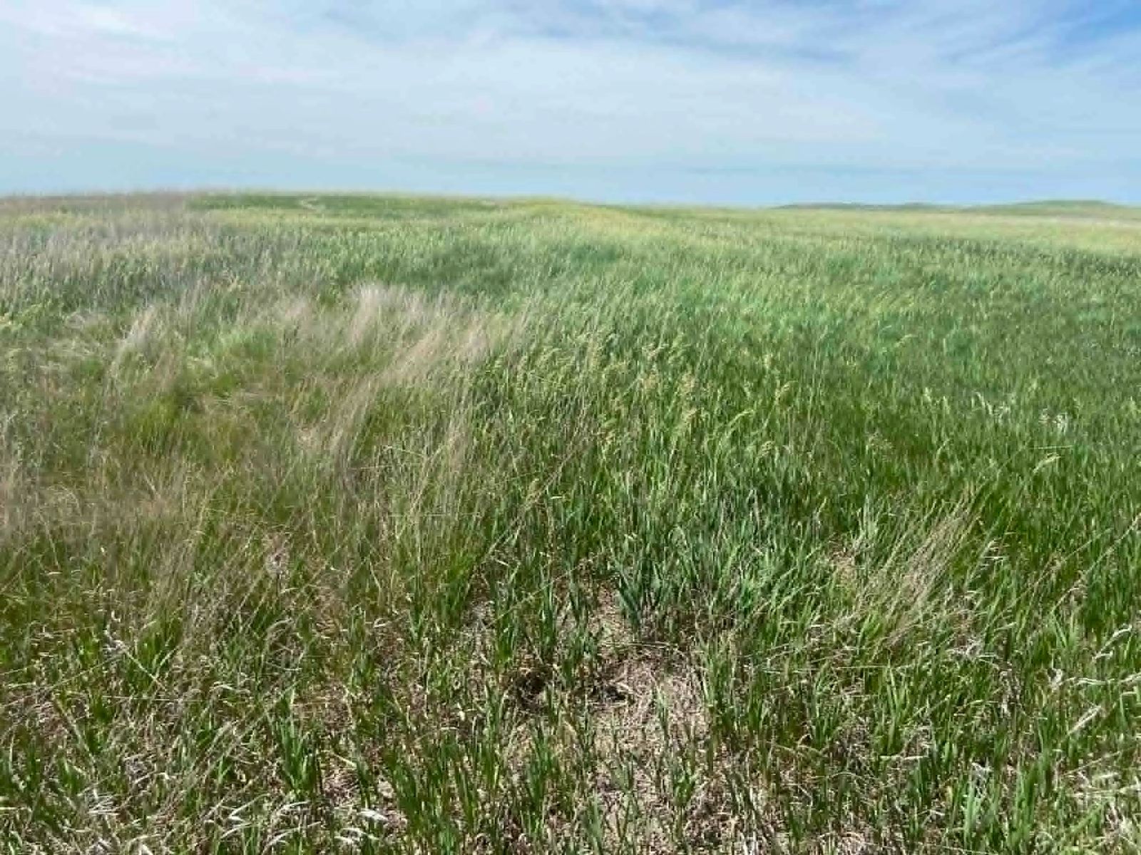 24 (+/-) Acres of Rural Residential Land, Vivian, SD — Vivian, SD real estate photo thumbnail 5